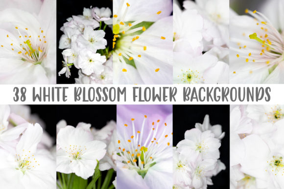Download 38 White Blossom Floral Flower Close Up - White Collection
