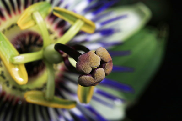 Download Passionfruit Flower Close Up Blue White - White Collection